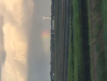 Gezocht ; Echte Duitse reus in Choco Otter. Of een blauwoog beschikbaar voor biedingen