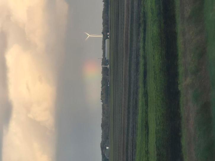 Gezocht ; Echte Duitse reus in Choco Otter. Of een blauwoog, Dieren en Toebehoren, Konijnen, Groot, Meerdere dieren