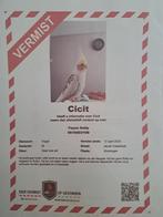 Vermist Valkparkiet, Dieren en Toebehoren, Vogels | Parkieten en Papegaaien, Mannelijk, Parkiet