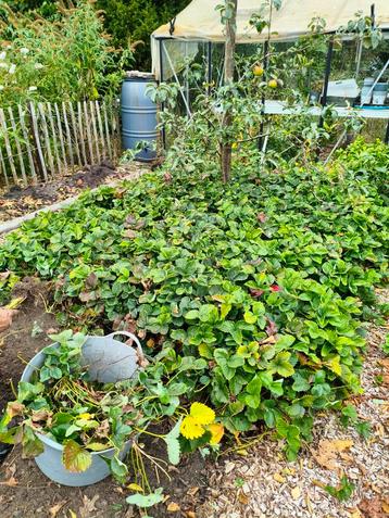 Aardbeien planten, let op er zijn er nog maar een paar.  beschikbaar voor biedingen