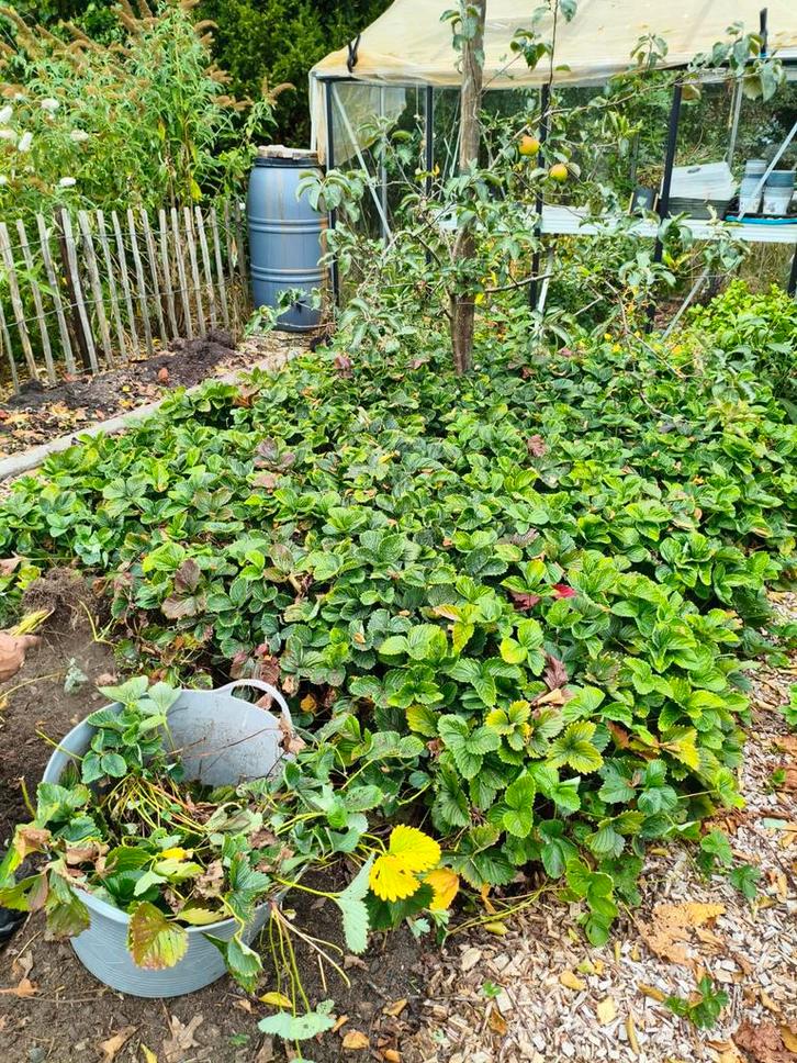 Aardbeien planten, let op er zijn er nog maar een paar., Tuin en Terras, Planten | Tuinplanten, Vaste plant, Fruitplanten, Volle zon