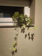 Hangplant met pot, Ophalen, Overige soorten, Minder dan 100 cm