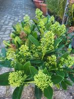 Skimmia s in diverse soorten, Ophalen of Verzenden, Overige soorten, Volle zon