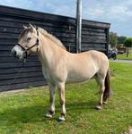 Talentvolle lieve 4 jarige fjord merrie, Dieren en Toebehoren, Pony's, Merrie, D pony (1.37m tot 1.48m), Recreatiepony, 3 tot 6 jaar