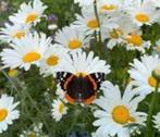 leucanthum, gewone tuinmargriet, Ophalen of Verzenden, Zomer, Overige soorten, Volle zon