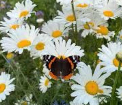 leucanthum, gewone tuinmargriet, Tuin en Terras, Planten | Tuinplanten, Overige soorten, Volle zon, Zomer, Ophalen of Verzenden