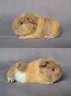 Jong Ch teddy beertje - beige/saffraan/wit 1, Cavia, Mannelijk, Tam, September
