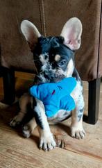 Franse Bulldog Reu, 15 weken tot 1 jaar, Reu, Bulldog, Eén hond
