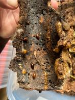 Kweekgroep paraplecta minutissima, Dieren en Toebehoren, Insecten en Spinnen, Overige soorten