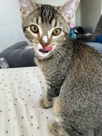 Kitten zoekt nieuw baasje, Dieren en Toebehoren, Katten en Kittens | Overige Katten, Poes