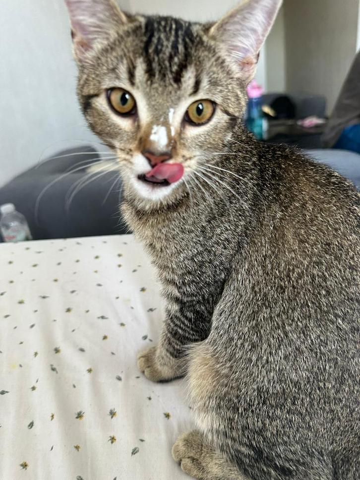 Kitten zoekt nieuw baasje, Dieren en Toebehoren, Katten en Kittens | Overige Katten, Poes