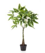 pachira boom 90cm, Ophalen of Verzenden, Nieuw