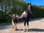 Mooie en lieve barock pinto van 4 jaar., Gechipt, Ruin, Dressuurpaard, Zadelmak