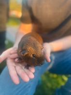 Prachtig cavia zeugje, Dieren en Toebehoren, Knaagdieren, Vrouwelijk, Cavia, Na 1 juli 2024, Tam