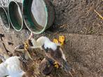 Kaapse eenden en loop eenden, Dieren en Toebehoren, Pluimvee, Meerdere dieren, Eend