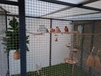 Gezocht, wildzang, Dieren en Toebehoren, Vogels | Overige Vogels, Meerdere dieren, Wildzangvogel