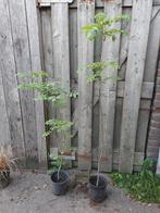 Es in pot, 100 tot 250 cm, Volle zon, In pot, Overige soorten
