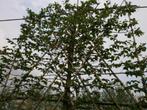 Leihaagbeuk | Carpinus Betulus | Haagbeuk leiboom, Tuin en Terras, Planten | Bomen, Halfschaduw, Zomer, 250 tot 400 cm, Leiboom