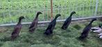 Indische loopeenden., Dieren en Toebehoren, Pluimvee, Meerdere dieren, Eend