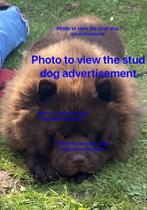 Zeldzame Chow Chow dekreu Niet te koop, Rabiës (hondsdolheid), Reu, 1 tot 2 jaar, Eén hond