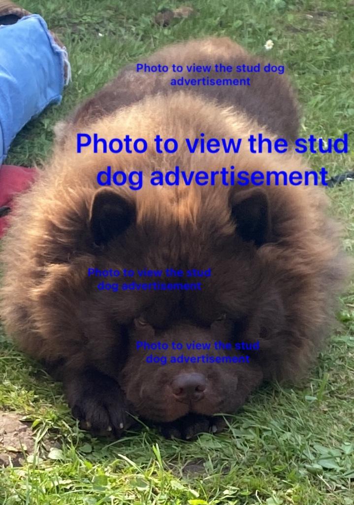Zeldzame Chow Chow dekreu Niet te koop, Dieren en Toebehoren, Honden | Dekreuen, Reu, Particulier, Eén hond, Nederland, 1 tot 2 jaar