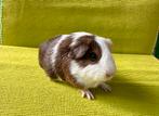 Lief zeugje zoekt een nieuw thuis, Dieren en Toebehoren, Cavia, Vrouwelijk, Tam, Oktober