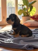 Super mooie ruw haar dwerg teckels black and tan en merle, 8 tot 15 weken, Dwerg, CDV (hondenziekte), Meerdere