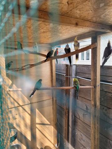Te koop diverse parkieten  beschikbaar voor biedingen