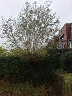 Gratis wilgentenen, Tuin en Terras, Ophalen, Volle zon, Overige soorten, Minder dan 100 cm