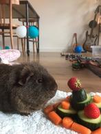 Cavia oppas, Dieren en Toebehoren, Januari, Meerdere dieren, Cavia