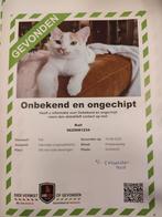 Kitten/kat gevonden Dordrecht, Dieren en Toebehoren, Vermiste en Gevonden Dieren, Kat