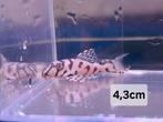 L236 Super White 4-4,5cm zeer mooie vissen., Vis