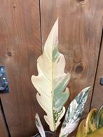 De meest mooie philodendron caramel marble mint gold albo, Huis en Inrichting, Kamerplanten, Ophalen of Verzenden, Halfschaduw