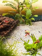Bloody Mary - Neocaridina Garnalen, Kreeft, Krab of Garnaal, Zoetwatervis
