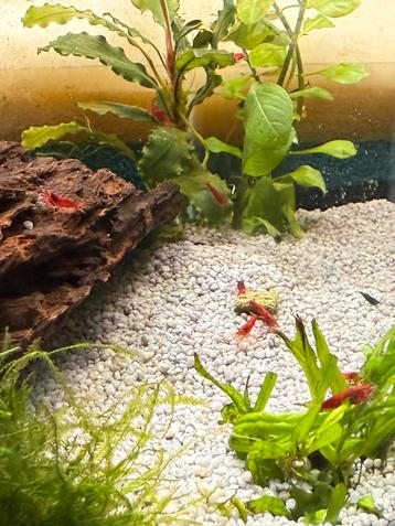  Bloody Mary - Neocaridina Garnalen beschikbaar voor biedingen