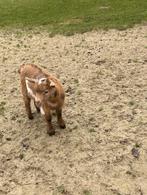 Prachtig jong dwerg bokje bok met maanvkekken maanvlek, Dieren en Toebehoren, Mannelijk, Geit, 0 tot 2 jaar