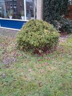 Gratis - struik, Ophalen, Overige soorten, Struik, Minder dan 100 cm
