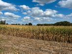 Te huur gevraagd landbouwgrond voor de teelt van mais, Ophalen of Verzenden