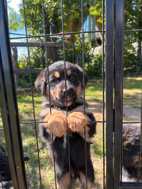 Berner Sennen x Duitse Herder Pups | 2 reutjes beschikbaar |, Dieren en Toebehoren, Honden | Herdershonden en Veedrijvers, Reu