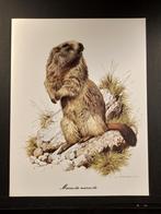 Alpenmarmot, 1960 tot 1980, Verzenden, Zo goed als nieuw, Dier
