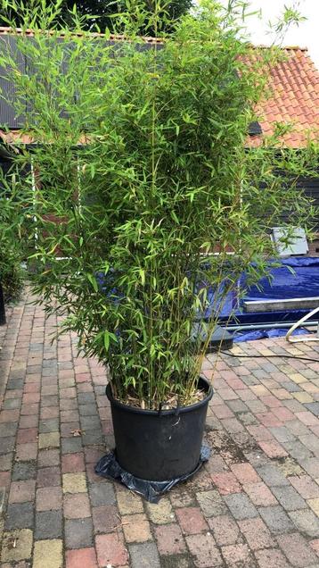 MOOIE BAMBOE PLANTEN VOOR TUIN -TERRAS OF BALKON beschikbaar voor biedingen