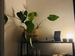 monstera plant gatenplant kamerplant plant, Ophalen, Overige soorten, Halfschaduw, In pot