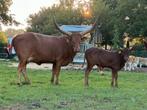 Mooi watusi stierkalf te koop, Dieren en Toebehoren, Mannelijk, 0 tot 2 jaar