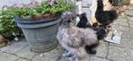 USA mottled zijdehoen haan, 13 weken oud., Dieren en Toebehoren, Pluimvee, Mannelijk, Kip