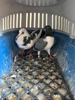 Hoogvlieger, Dieren en Toebehoren, Vogels | Duiven