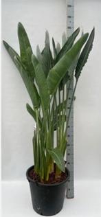 Strelitzia Reginae Hooigte 180 cm Paradijsvogelplant, Huis en Inrichting, Kamerplanten, Ophalen, Halfschaduw, 150 tot 200 cm