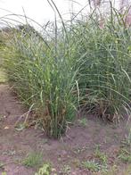 Prachtig Siergras - Miscanthus, Tuin en Terras, Planten | Tuinplanten, Ophalen, Volle zon, Vaste plant, Siergrassen