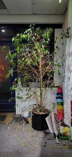 Grote plant, Huis en Inrichting, Ophalen, Halfschaduw, Minder dan 100 cm