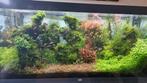 Aquariumhout met planten, Ophalen, Gebruikt, Plant(en), Steen of Hout