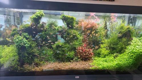 Aquariumhout met planten, Dieren en Toebehoren, Vissen | Aquaria en Toebehoren, Gebruikt, Plant(en), Steen of Hout, Ophalen